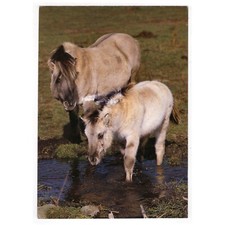 AK Postkarte Pferde / "Norweger Fjordpferde"