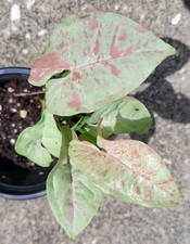 Milk Confetti Syngonium 