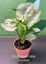 Syngonium Milk Confetti