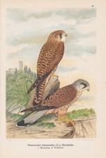 Turmfalke Falco tinnunculus