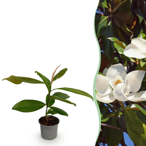 Magnolia grandiflora 12cm - magnolia,