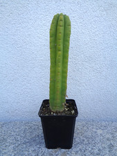 Säulenkaktus, Echinopsis