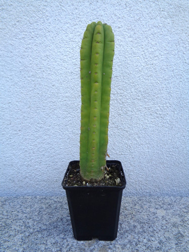 Säulenkaktus echinopsis - säulenkaktus,,
