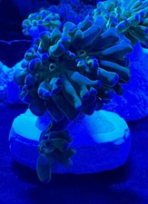 Meerwasser Dekoration Aquarium