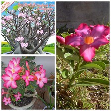 Tropische Wüstenrose -