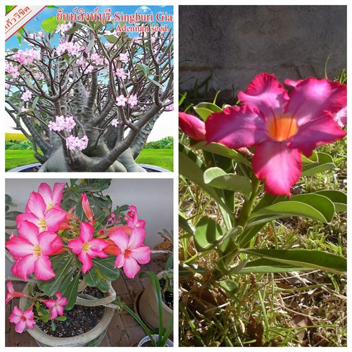 Tropische wüstenrose - tropische,