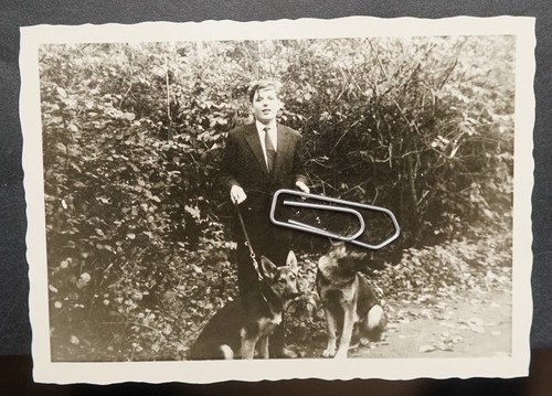 Foto portrait junge haustier - foto,