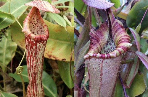 Nepenthes boschiana lvb - nepenthes, x