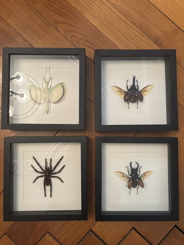 Verschiedene insekten im - verschiedene, insekten,