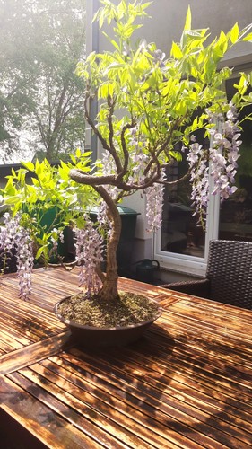 Bonsai blauregen frank - bonsai, in