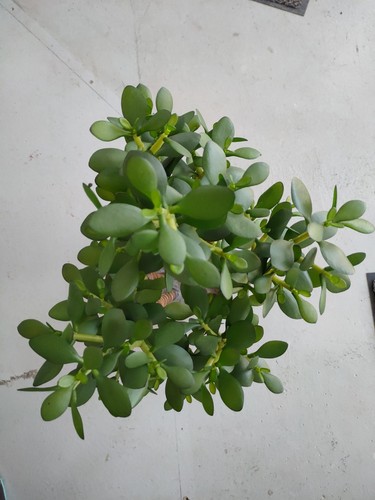 Kunstpflanze geldbaum - kunstpflanze,