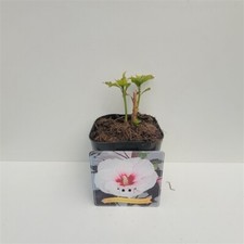 XXL Hibiscus moscheutos Jolly