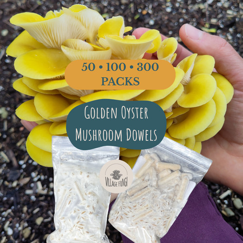 Golden oyster mushroom dowels - mushroom,