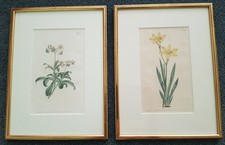 2 Pflanzenkupferstiche, originale 1802, altkoloriert, blattvergoldete Rahmen