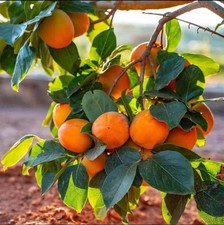 Kakibaum „Rojo Brillante“