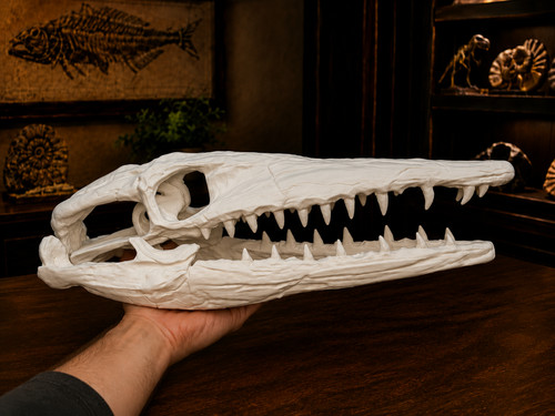 Weißer mosasaurus schädel - weißer,