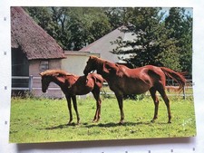 AK Postkarte Pferde, Frankreich, Yvon, Vollblut-Stute mit Fohlen