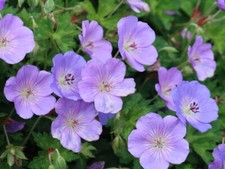 Staude Storchschnabel Geranium Azure Rush® Dauerblüher  P9