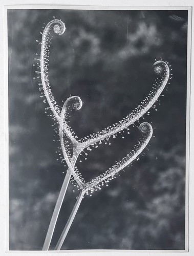 Vintage fotografie erich - fotografie,