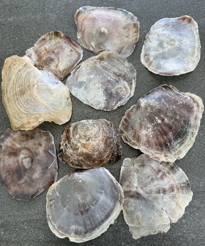 Capiz muscheln perlmuttglanz - capiz-muscheln,