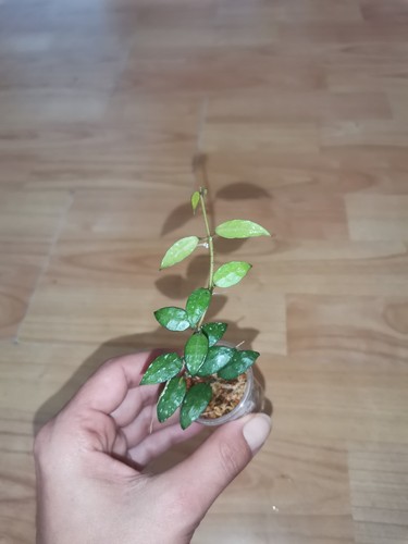 Hoya durian pengarin - hoya,