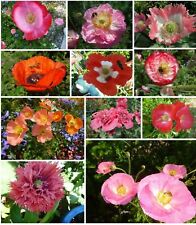 1000 Korn  MOHN -kunterbunt -Blumenwiese - wichtiges Bienenfutter