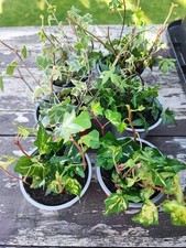 6 Stück (2x 3 Sorten) Efeu Bodendecker Kletterpflanzen 12/ 20 cm Winterhart