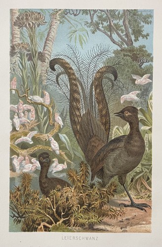 Originalgrafik fauna - originalgrafik,