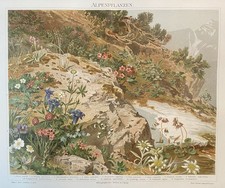 Originalgrafik Flora