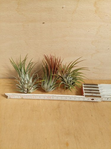 Tillandsia ionantha rubra - rubra,, 3