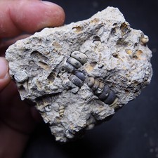 249gr Gastropod Granulolabium