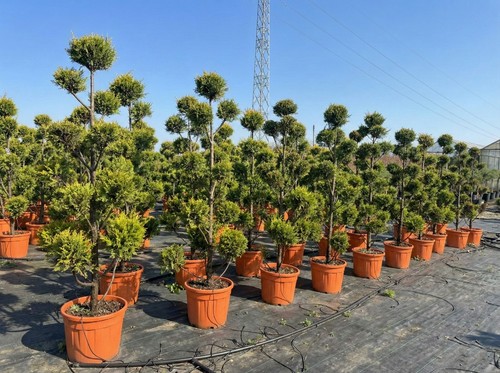 Cupressocyparis leylandii pom - cupressocyparis,
