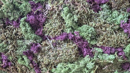 Moosbild länge 43cm höhe - länge,