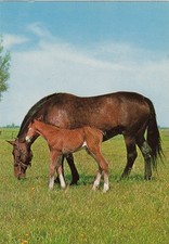 Pferde auf der Weide ngl G0379