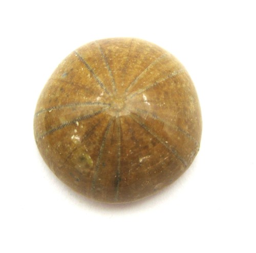 Sanddollar seeigel versteinert - seeigel,