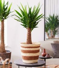 BALDUR Garten Yucca Palme