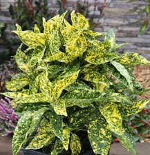 Japanische Aucube Crotonifolia