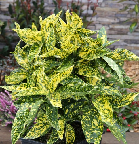 Japanische aucube crotonifolia - japanische,
