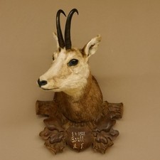 Gamsbock antik "9.4.1928" Gamshaupt Gams Gemse HL 20,4 cm Kopf Präparat Haupt