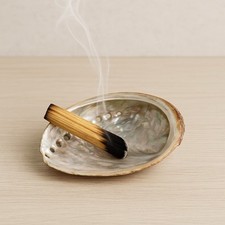 Echte Abalone Muschel –