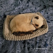 Perfekt Petzzz seltene Thaisiamkatze, so gut wie neu