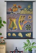 VINTAGE | SCHULWANDKARTE STEINKORALLE Scleractinia JUNG QUENTELL | SCHOOL CHART