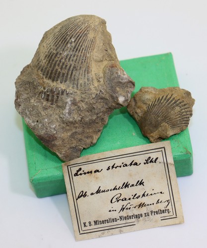 Muschel lima striata trias - muschel,,