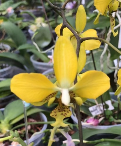 Orchidee phalaenopsis phal - phalaenopsis,