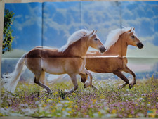 Poster Haflinger Pferde DIN A 1 60 x 83 cm / Rücks. medizini N. 577 ; 5/2022