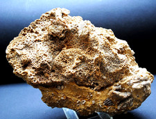 Fossilien, Korallen und