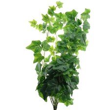 GASPER Englischer Efeu Grün