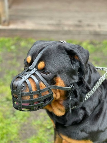 Licht leder hund maulkorb - licht, für