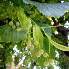 Großblättrige Linde (Tilia