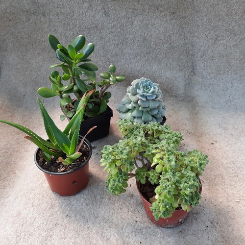 Sukkulenten mix 4 x - -,